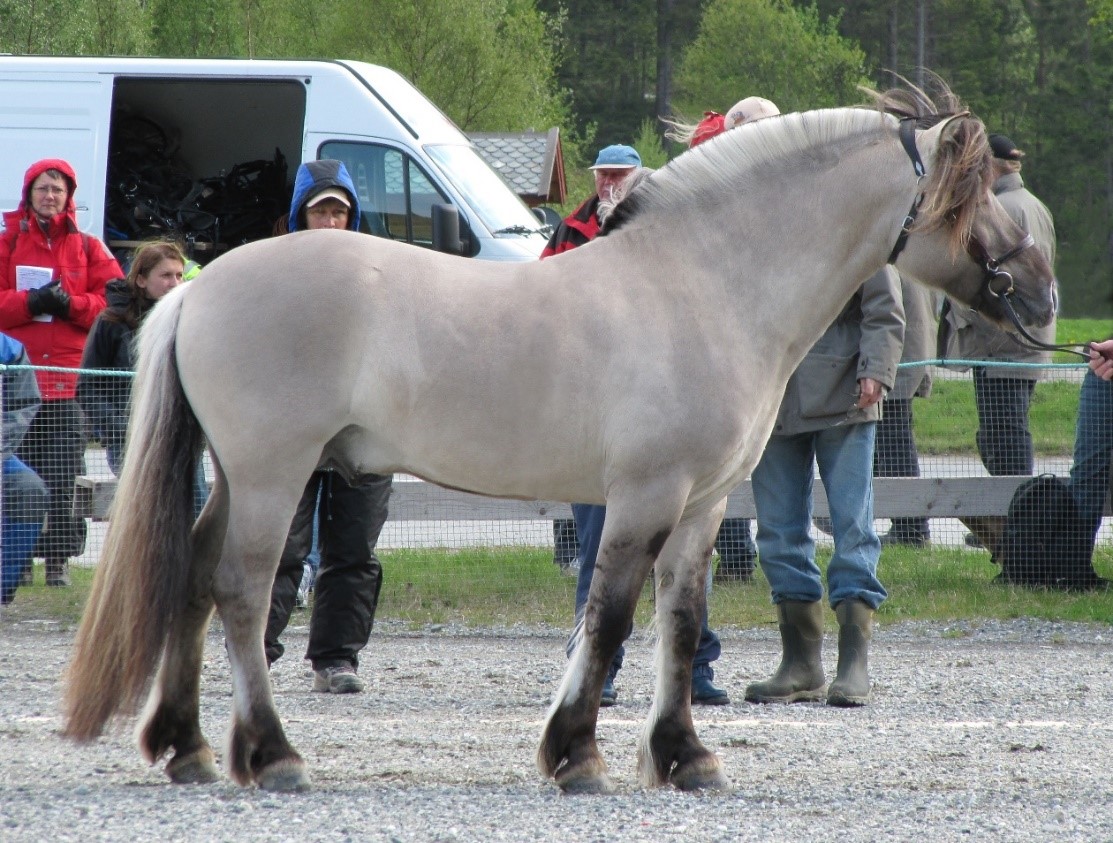 Horse Markings Registry